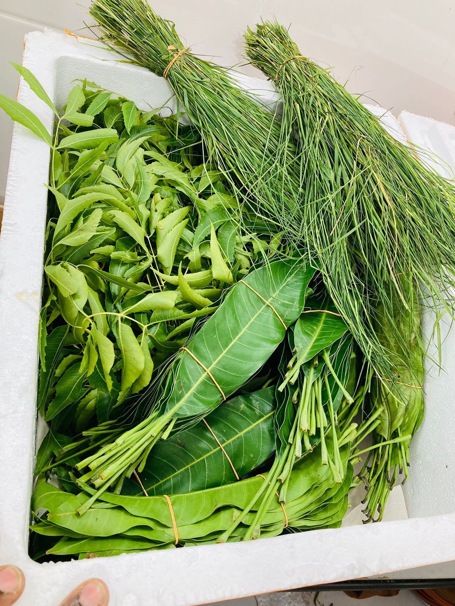 Fresh Mango leaves & Neem leaves