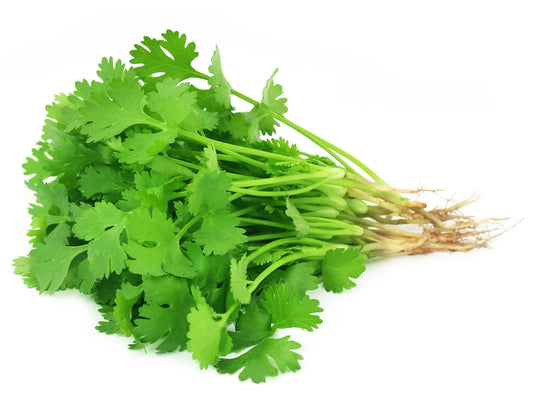 Coriander 1 Stk