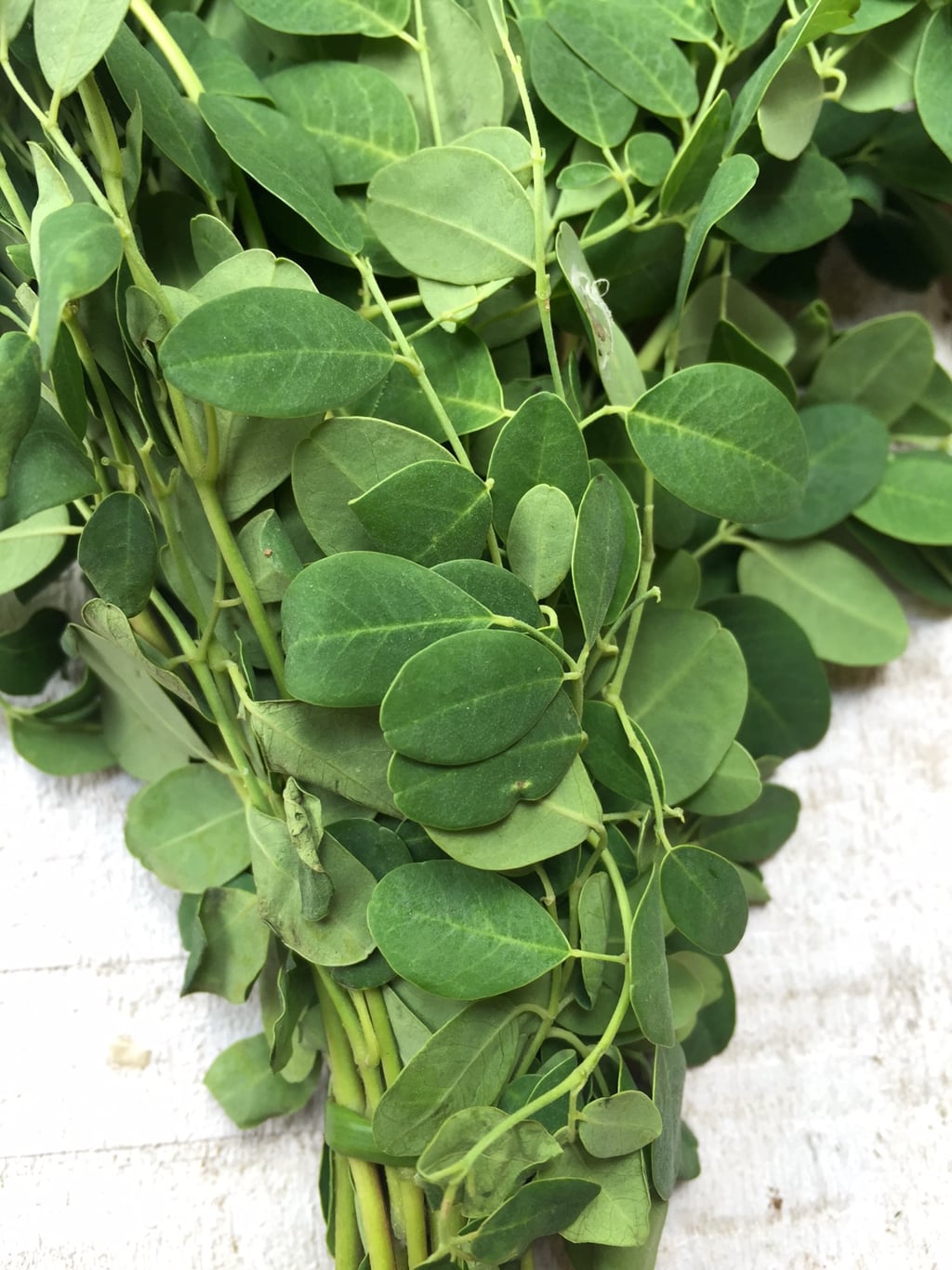 Drumstick Leaves 1 stk (Munagaku / Moringa)