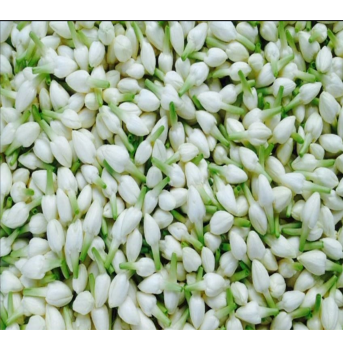 fresh-jasmine-buds-flowers 500g