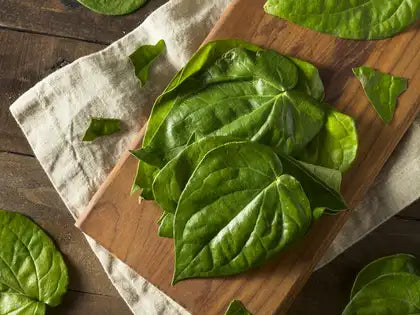 Paan Betel Leaves fresh 1 Stk