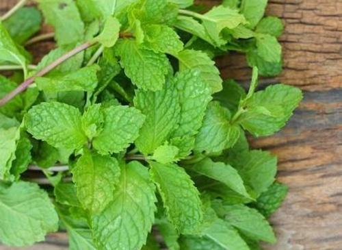 Mint(Phudina 1 stk)